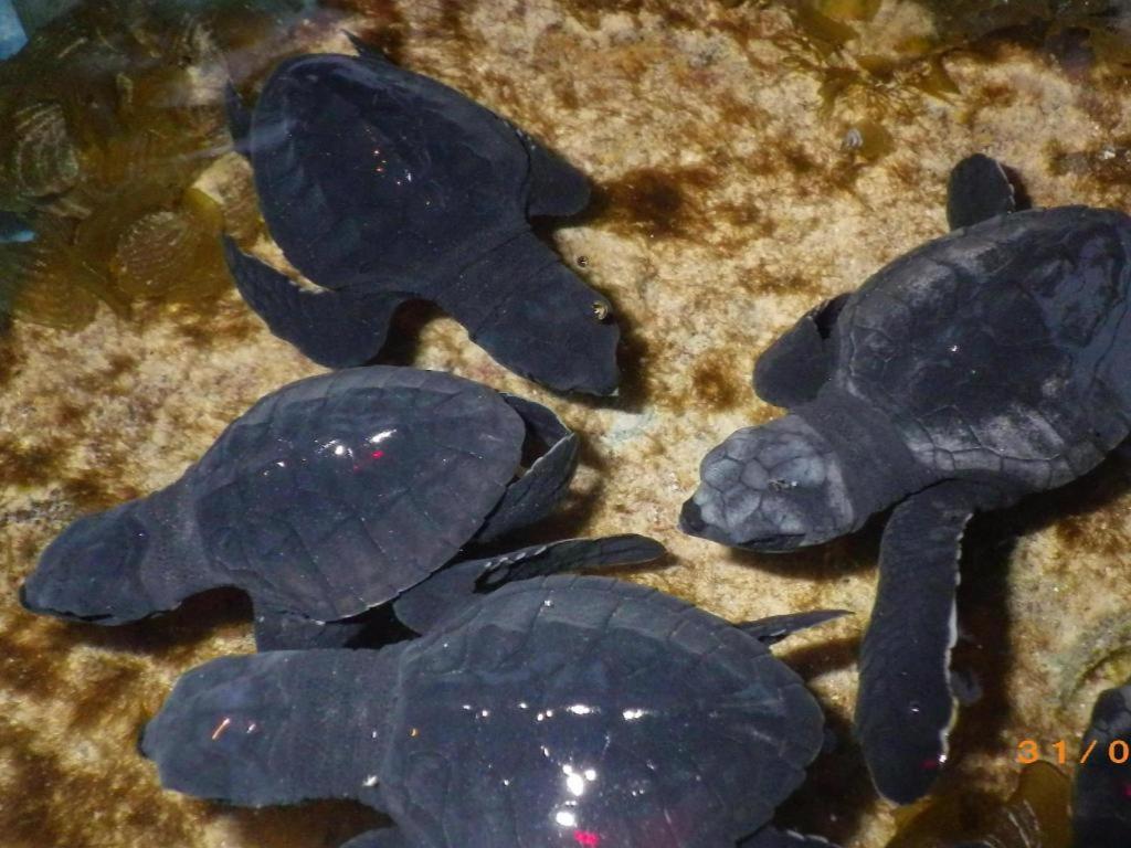 Secret Paradise Resort & Turtle Sanctuary San Vicente  Kültér fotó