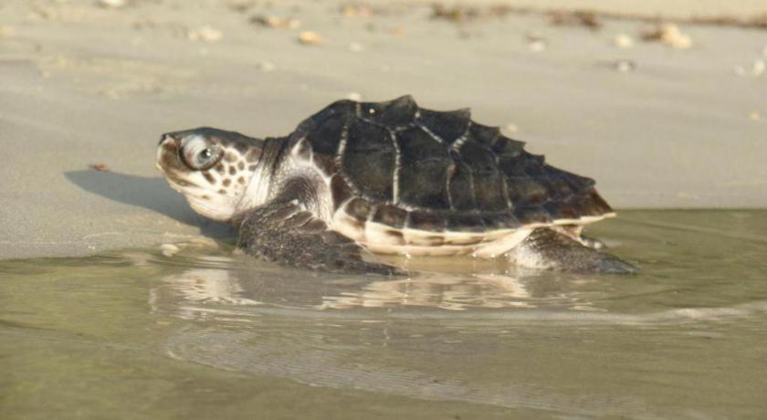 Secret Paradise Resort & Turtle Sanctuary San Vicente  Kültér fotó