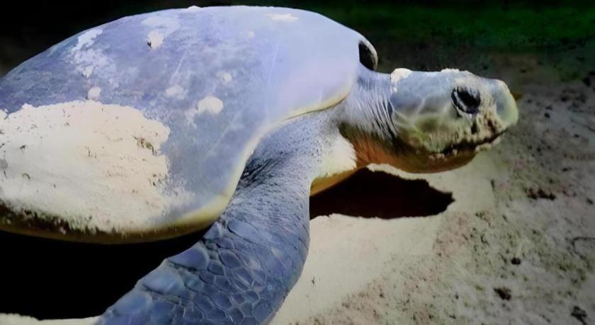 Secret Paradise Resort & Turtle Sanctuary San Vicente  Kültér fotó